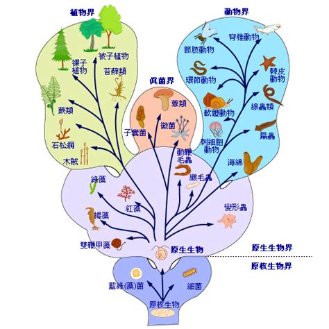 界門綱目科屬種口訣|生物分類の階級